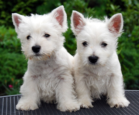 Two West Highland White Puppies Sitting Outside two West Highland White Terrier puppies sitting outside in natural terrain