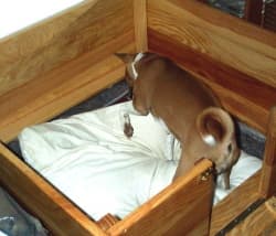 whelping box for new puppies
