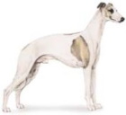 whippet dog image