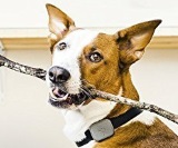 dog wearing shistle pet tracker