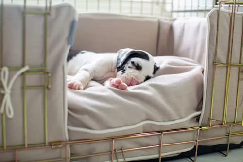 White Dog Sleeping Comfortably in a Cozy Dog Crate white dog sleeping comfortably in a cozy dog crate