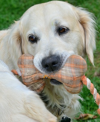 Dog Enjoying A Toy white dog head shot with toy in mouth