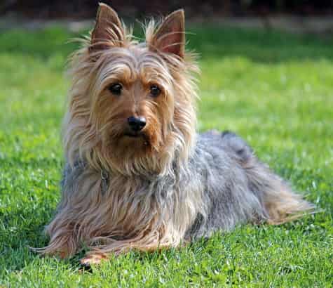 Silky Terrier lying in the grass looking forward