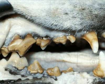 canine periodontal disease and strong tartar formation in two-year old dog.