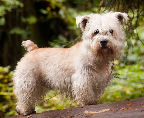 glen of imaal terrier standing outside