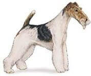 standing illustration of Wire Fox Terrier dog