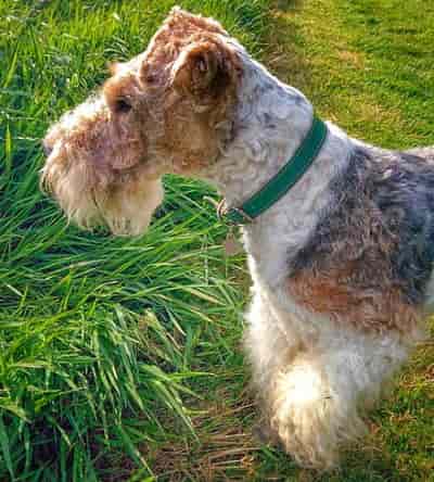 Wirehaired Fox Terrier