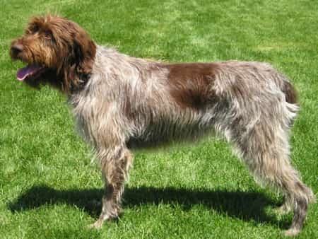 wirehaired pointing griffon dog standing on the grass