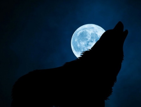 wolf howling at moon