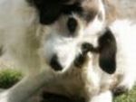 dog scratching