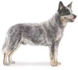 Australian cattle dog breed