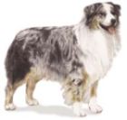 Australian shepherd dog