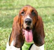 bassett hound