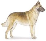Belgian Malinois herding dog