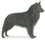 Belgian sheepdog
