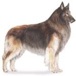 Belgian tervuren herding sheepdog