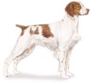 brittany dog, sporting dog breeds