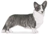 cardigan welsh corgi dog