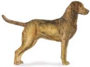 chesapeake bay retriever dog