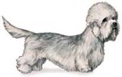 Dandie Dinmont Terrier