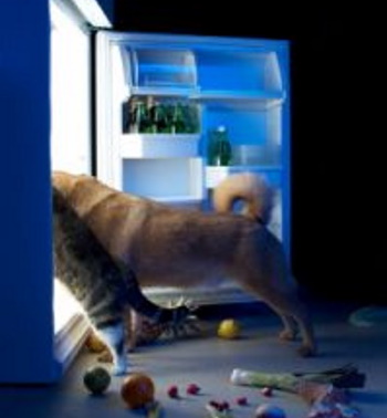 Pets looking in fridge