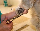 dog paw care hair trimming