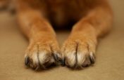 dog paw care, dog paws tlc!