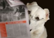 dog reading the paper