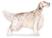English Setters hunting dogs