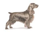 field spaniel