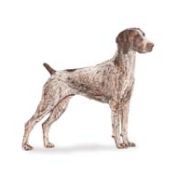 german shorthaired pointer