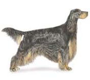 Gordon Setter Dog