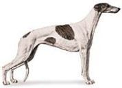 Greyhound illustration
