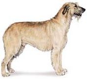 Irish Wolf Hound