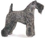 irish blue terrier, kerry blue terrier dog