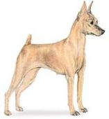 miniature pinscher dog