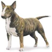 Bull Terrier