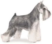 Miniature Schnauzer miniature schnauzer dog standing with no background