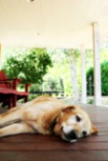 older dog