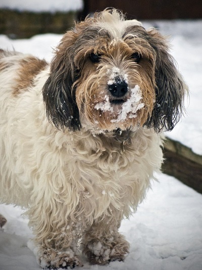 petit bassett griffon in the snow