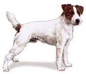 parson russell terrier