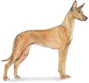 pharaoh hound dog