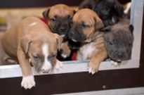 puppies in whelping box