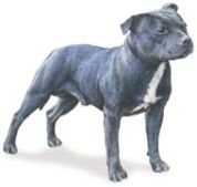 Staffordshire Bull terrier dog breed illustration