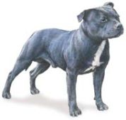 staffordshire bull terrier