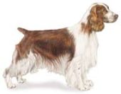 Welsh Springer Spaniel standard view of the breed