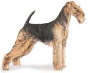 airedale dogs