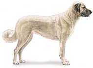 Anatolian shepherd dog generic image
