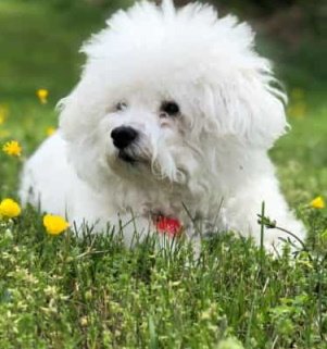 Bichon Frise dog lying outside in the grass