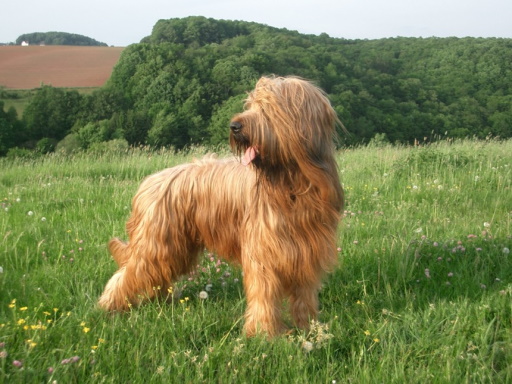 Briard dog standing in a field